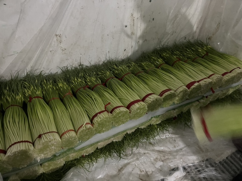 江苏丰县白帽蒜薹大量上市上货量快可挑拣收货实力代办