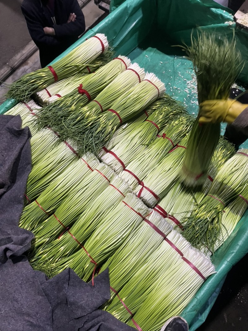 江苏丰县白帽蒜薹大量上市上货量快可挑拣收货实力代办