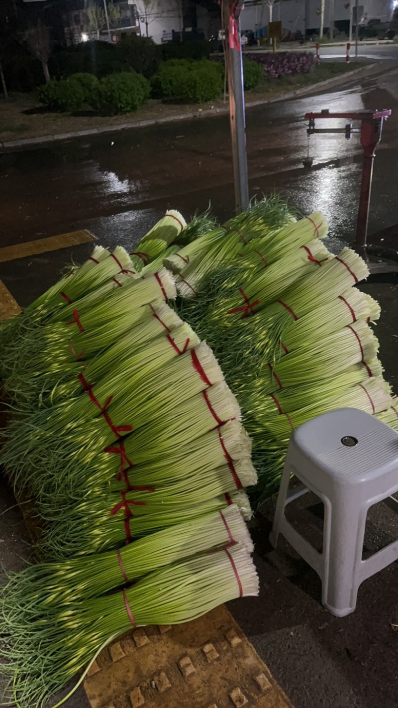 江苏丰县白帽蒜薹大量上市上货量快可挑拣收货实力代办