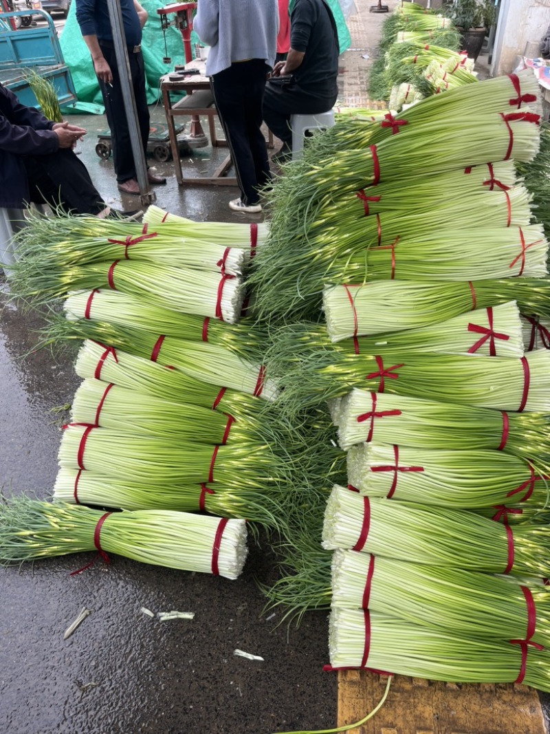 江苏丰县白帽蒜薹大量上市上货量快可挑拣收货实力代办