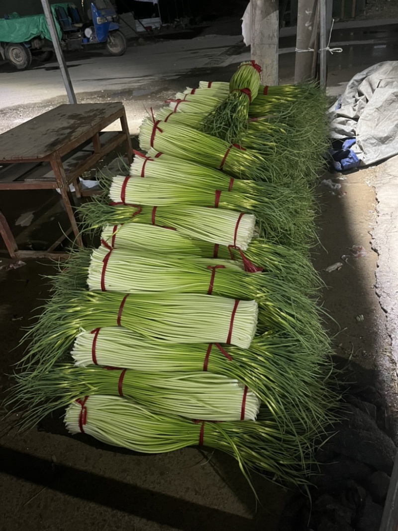 江苏丰县白帽蒜薹大量上市上货量快可挑拣收货实力代办