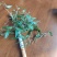 养生中药石橄榄