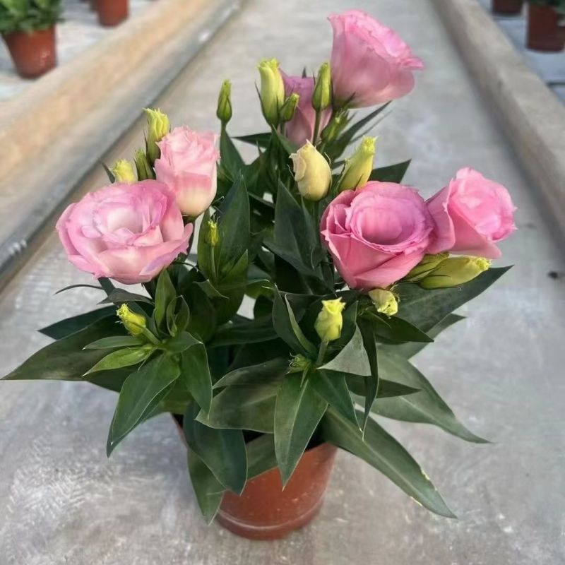 洋桔梗盆栽花苗带花苞带花洋玫瑰多年生好养活四季开阳台庭院