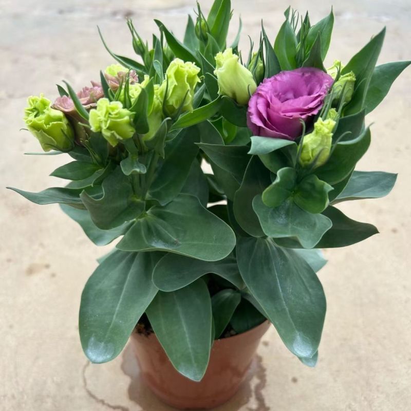 洋桔梗盆栽花苗带花苞带花洋玫瑰多年生好养活四季开阳台庭院