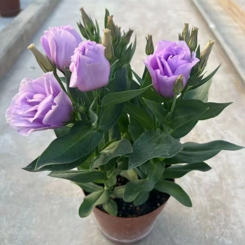 洋桔梗盆栽花苗带花苞带花洋玫瑰多年生好养活四季开阳台庭院