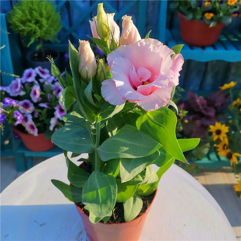 洋桔梗盆栽花苗带花苞带花洋玫瑰多年生好养活四季开阳台庭院