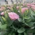 洋桔梗盆栽花苗带花苞带花洋玫瑰多年生好养活四季开阳台庭院