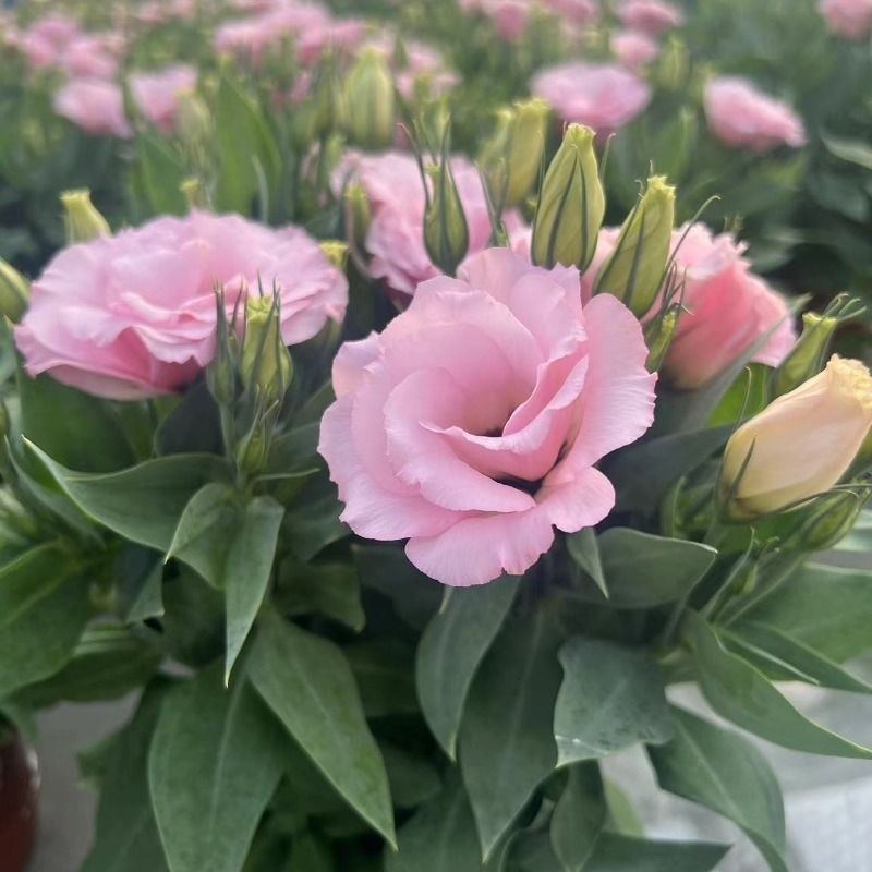 洋桔梗盆栽花苗带花苞带花洋玫瑰多年生好养活四季开阳台庭院