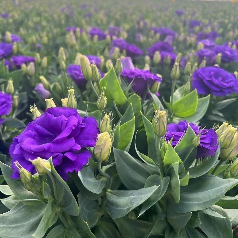 洋桔梗盆栽花苗带花苞带花洋玫瑰多年生好养活四季开阳台庭院