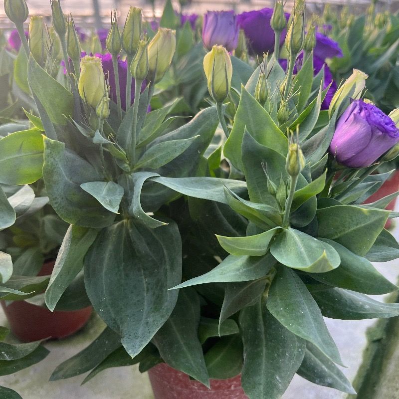 洋桔梗盆栽花苗带花苞带花洋玫瑰多年生好养活四季开阳台庭院