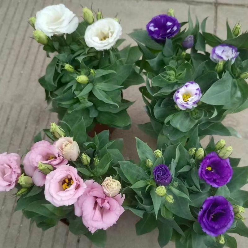 洋桔梗盆栽花苗带花苞带花洋玫瑰多年生好养活四季开阳台庭院