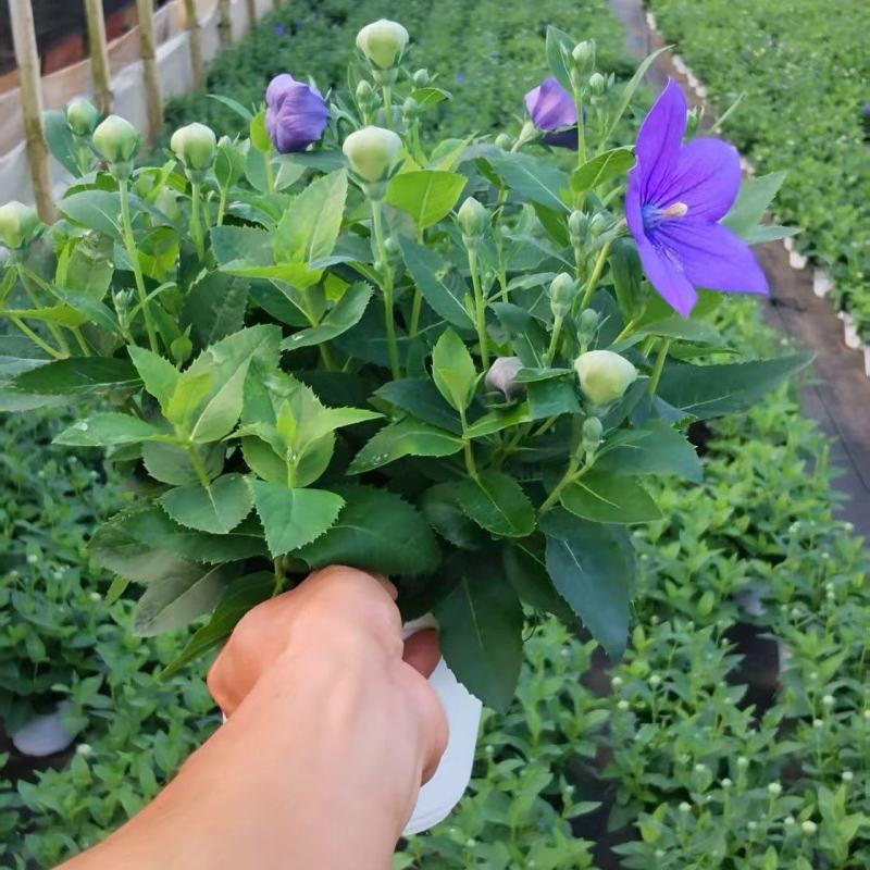 中华桔梗花苗盆栽带花苞花卉绿植物室内好养活四季耐寒耐冻洋