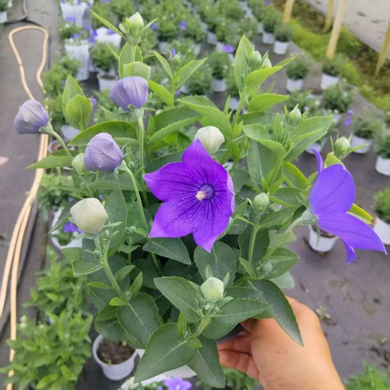 中华桔梗花苗盆栽带花苞花卉绿植物室内好养活四季耐寒耐冻洋