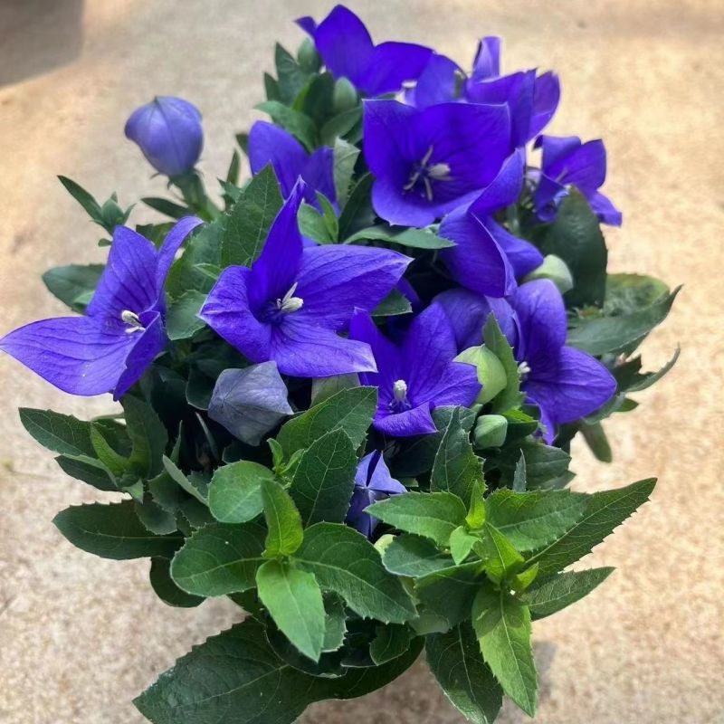 中华桔梗花苗盆栽带花苞花卉绿植物室内好养活四季耐寒耐冻洋
