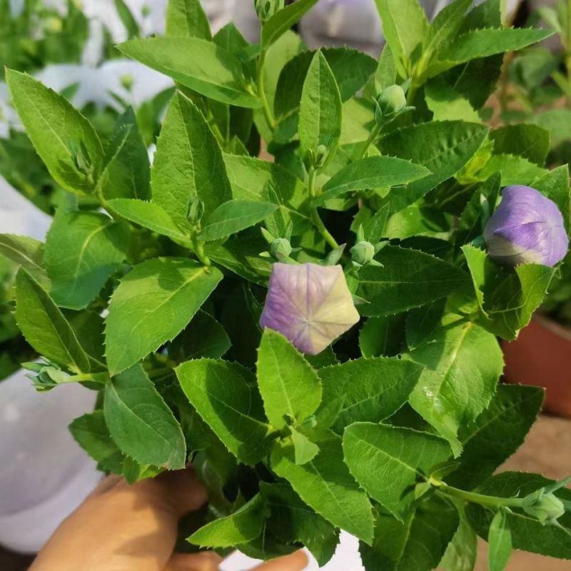 中华桔梗花苗盆栽带花苞花卉绿植物室内好养活四季耐寒耐冻洋