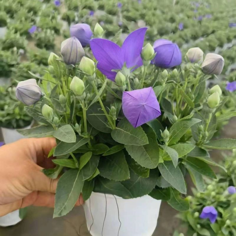 中华桔梗花苗盆栽带花苞花卉绿植物室内好养活四季耐寒耐冻洋