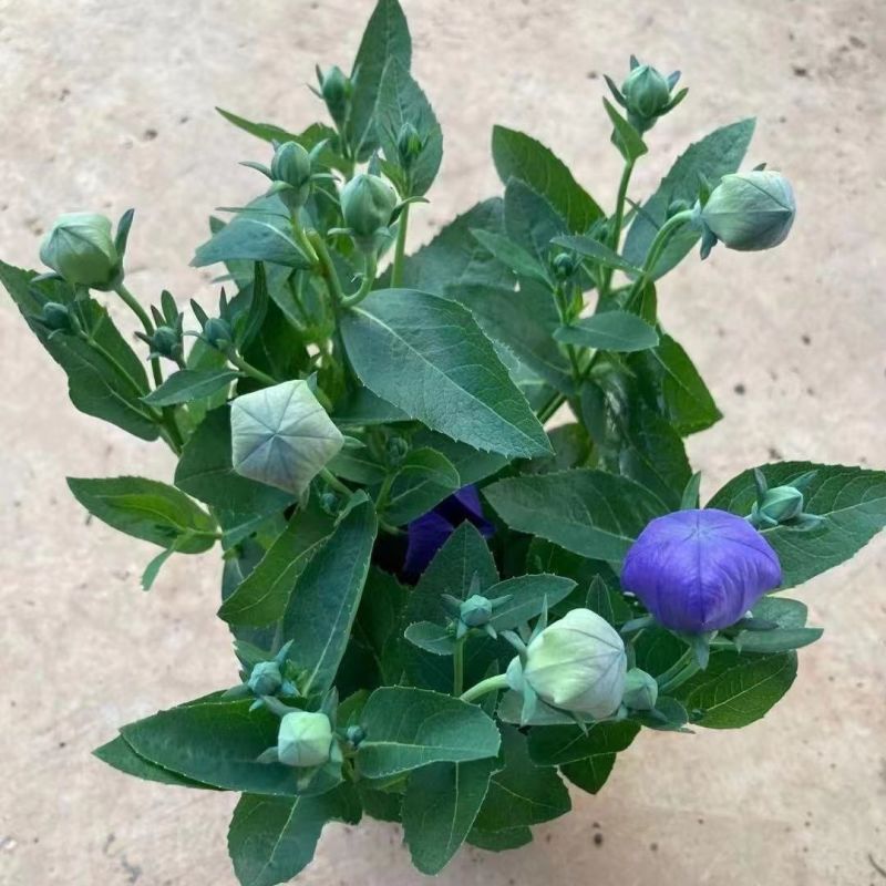 中华桔梗花苗盆栽带花苞花卉绿植物室内好养活四季耐寒耐冻洋