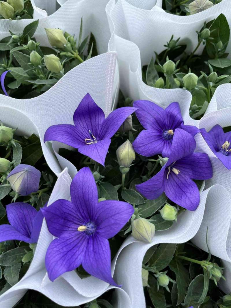 中华桔梗花苗盆栽带花苞花卉绿植物室内好养活四季耐寒耐冻洋