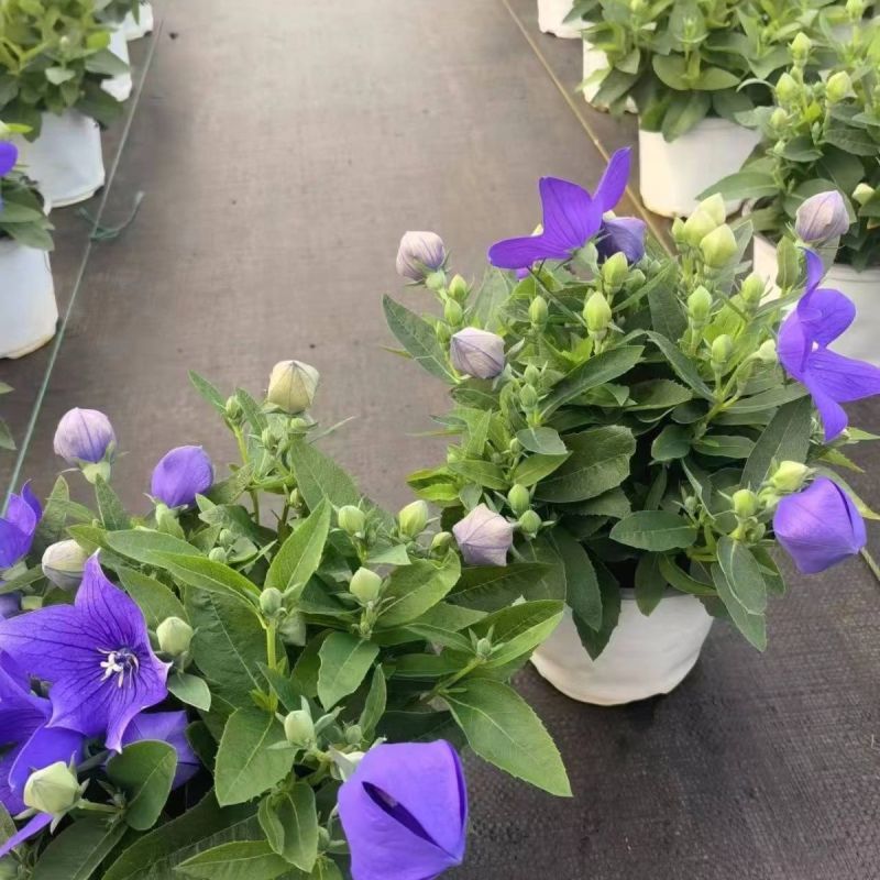 中华桔梗花苗盆栽带花苞花卉绿植物室内好养活四季耐寒耐冻洋