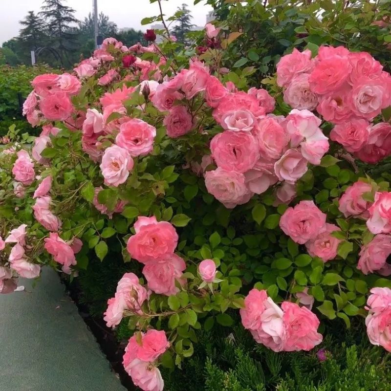 樱霞月季花大苗变色多花丰花大型藤本四季庭院室外耐寒热爬藤