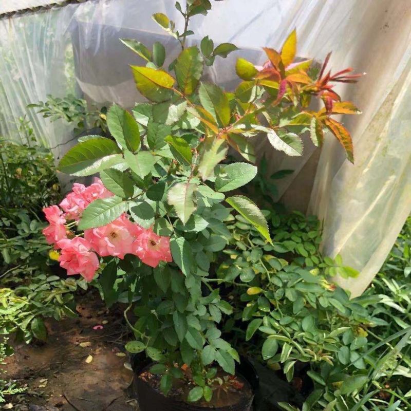 樱霞月季花大苗变色多花丰花大型藤本四季庭院室外耐寒热爬藤