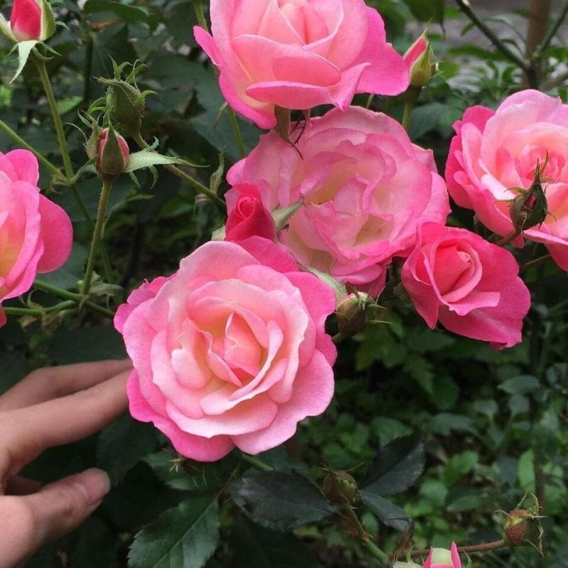 樱霞月季花大苗变色多花丰花大型藤本四季庭院室外耐寒热爬藤