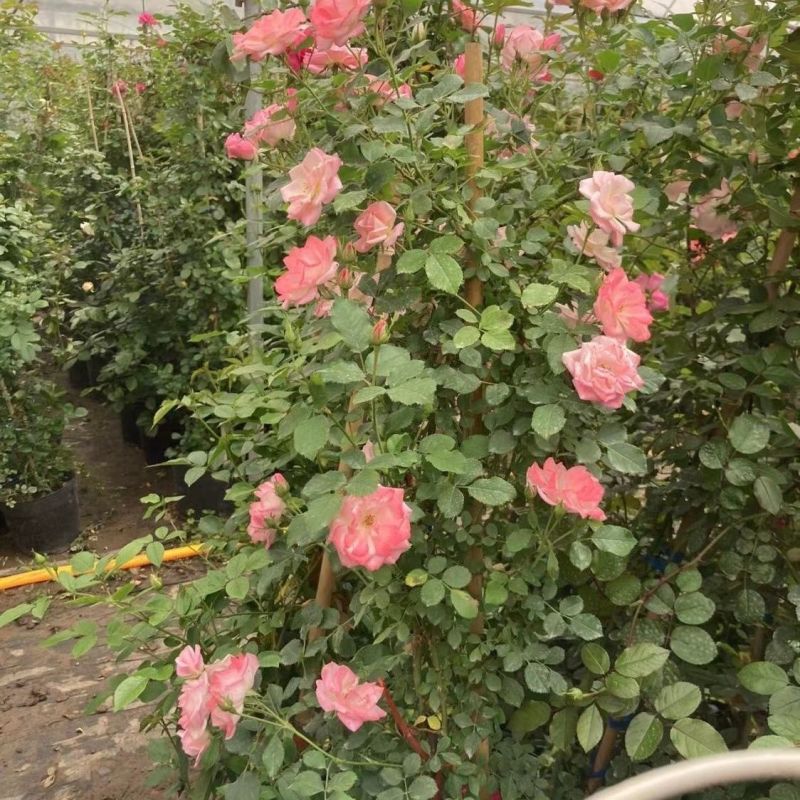 樱霞月季花大苗变色多花丰花大型藤本四季庭院室外耐寒热爬藤