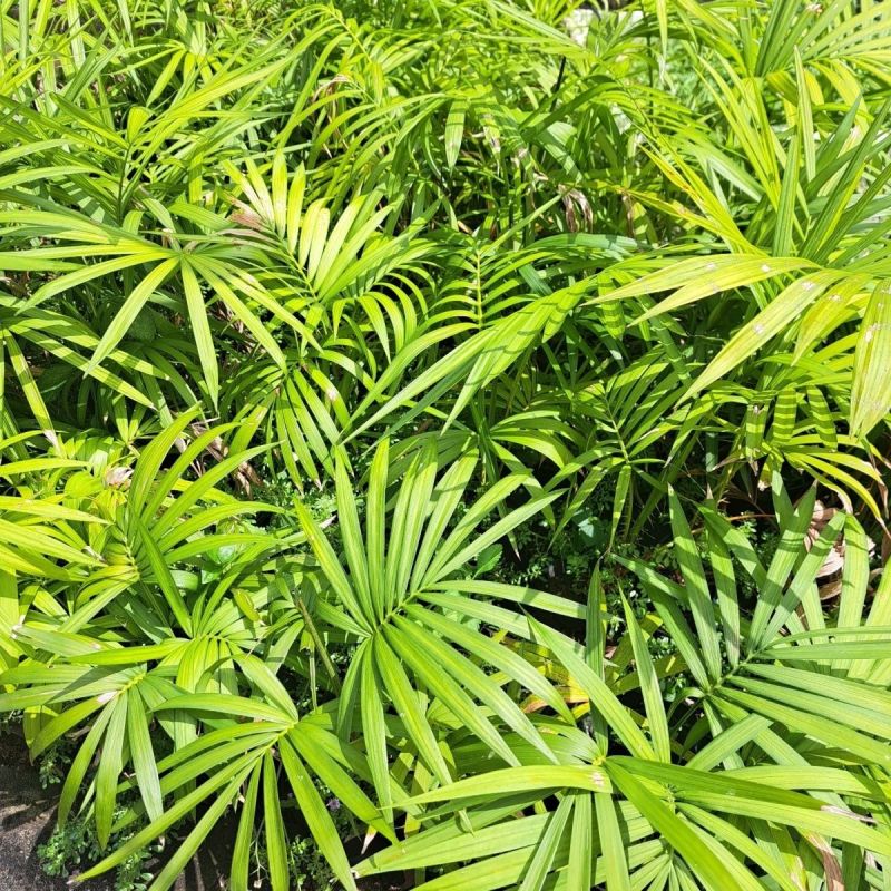 海南星月菩提籽星月树苗盆栽招财树园林庭院棕榈类星月菩提树