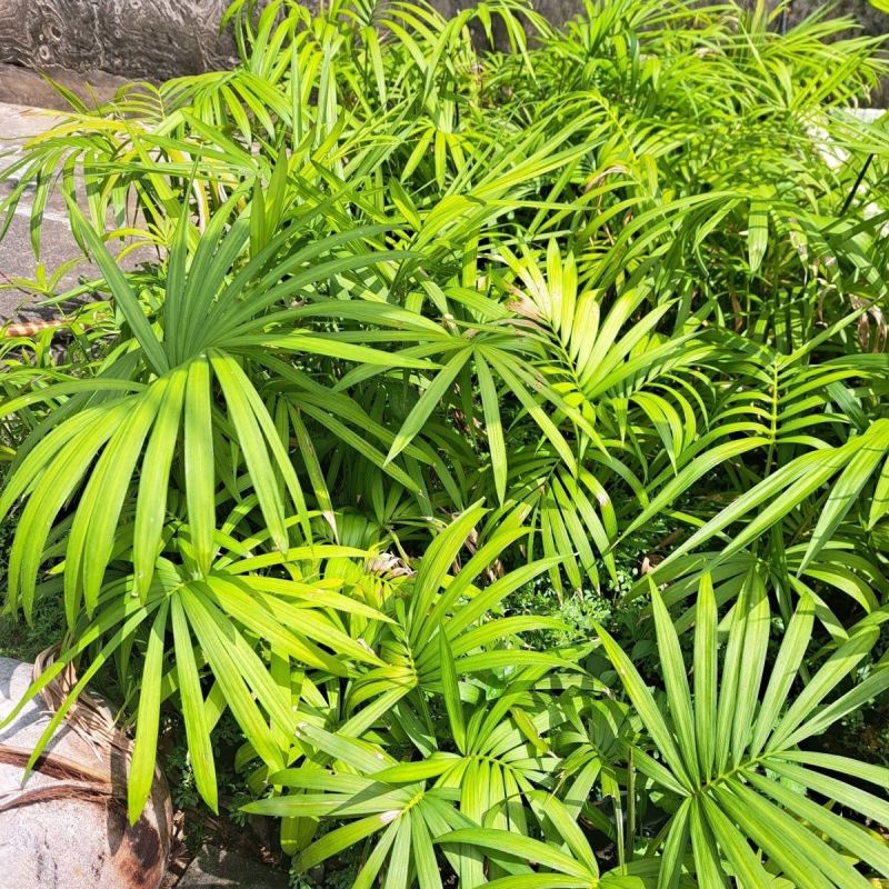 海南星月菩提籽星月树苗盆栽招财树园林庭院棕榈类星月菩提树