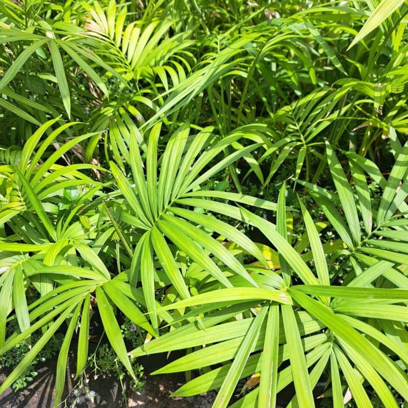 海南星月菩提籽星月树苗盆栽招财树园林庭院棕榈类星月菩提树