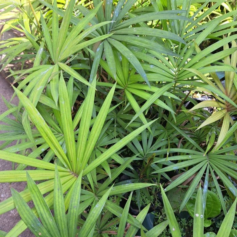海南星月菩提籽星月树苗盆栽招财树园林庭院棕榈类星月菩提树