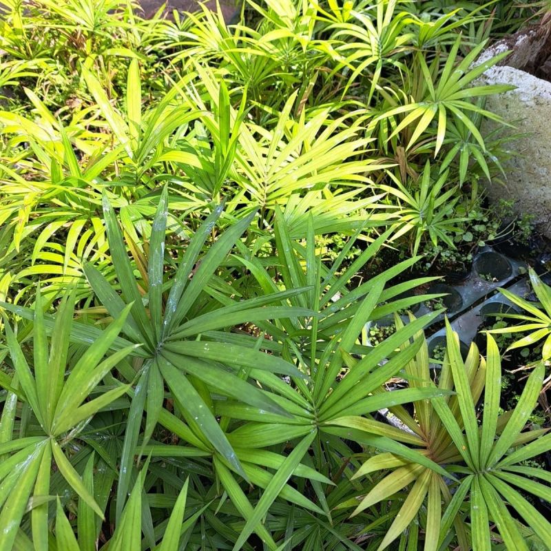 海南星月菩提籽星月树苗盆栽招财树园林庭院棕榈类星月菩提树