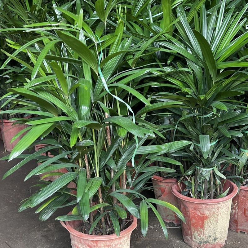 棕竹盆栽耐寒耐旱植物室内外四季常青吸甲醛进化空气盆