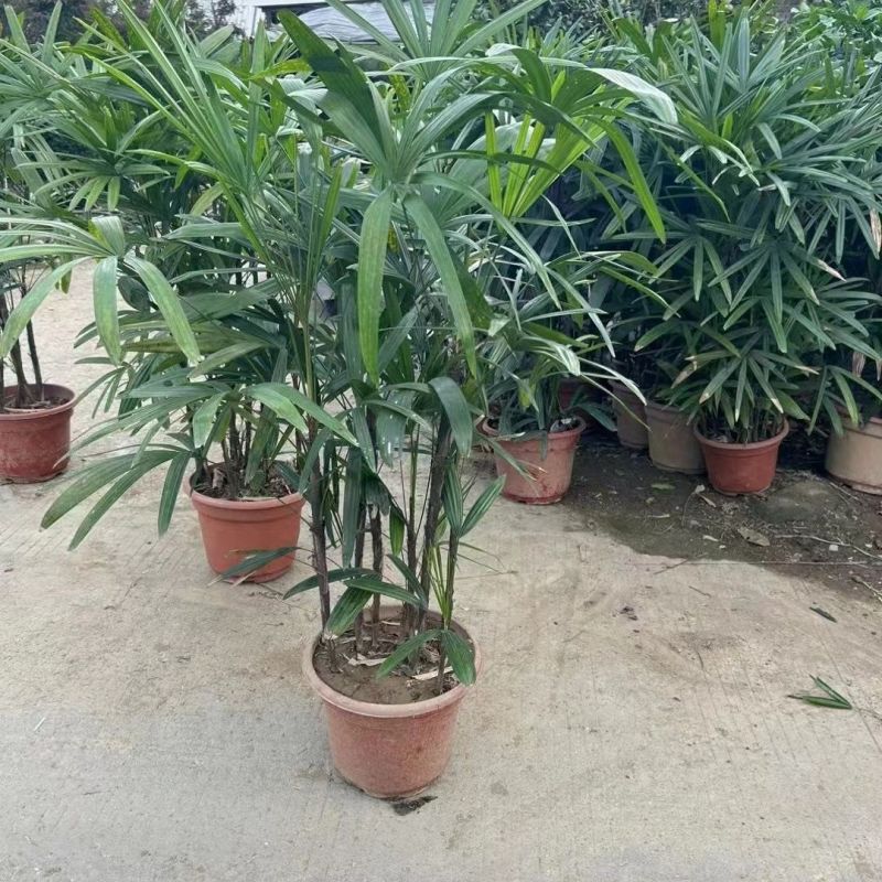 棕竹盆栽耐寒耐旱植物室内外四季常青吸甲醛进化空气盆