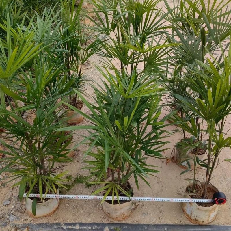 棕竹盆栽耐寒耐旱植物室内外四季常青吸甲醛进化空气盆