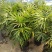 棕竹盆栽耐寒耐旱植物室内外四季常青吸甲醛进化空气盆