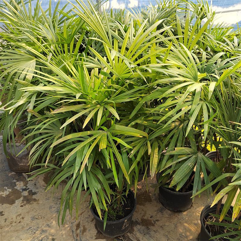 棕竹盆栽耐寒耐旱植物室内外四季常青吸甲醛进化空气盆