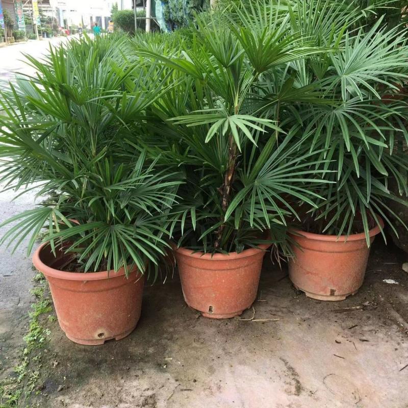 棕竹盆栽耐寒耐旱植物室内外四季常青吸甲醛进化空气盆