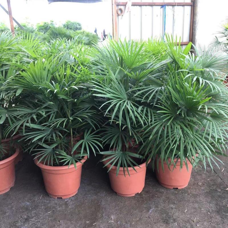 棕竹盆栽耐寒耐旱植物室内外四季常青吸甲醛进化空气盆