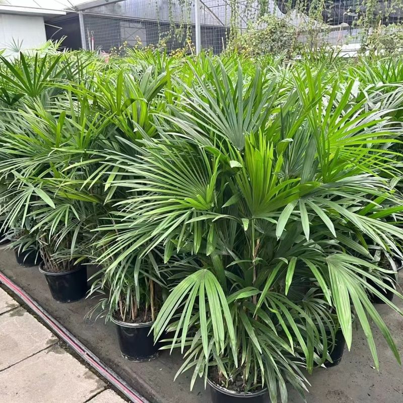 棕竹盆栽耐寒耐旱植物室内外四季常青吸甲醛进化空气盆