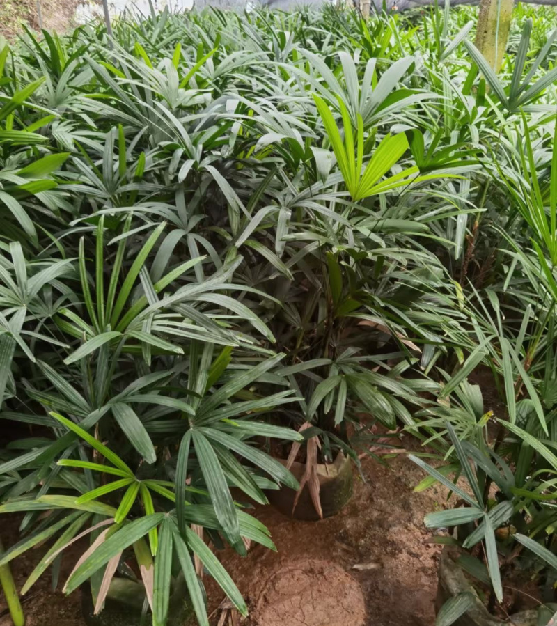 棕竹盆栽耐寒耐旱植物室内外四季常青吸甲醛进化空气盆