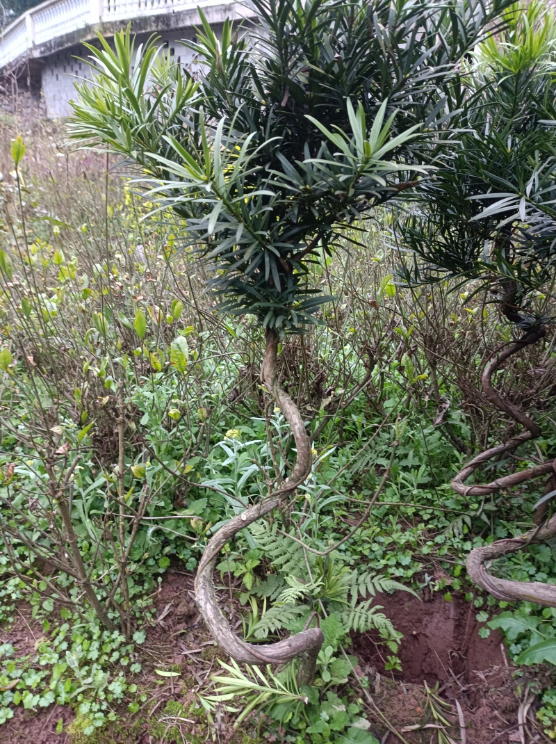 罗汉松造型苗【用来栽盆景的造型罗汉松苗】