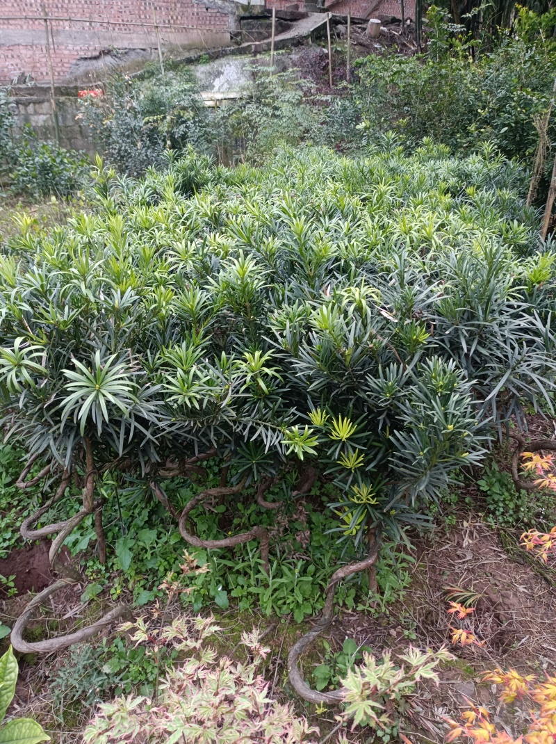 罗汉松造型苗【用来栽盆景的造型罗汉松苗】
