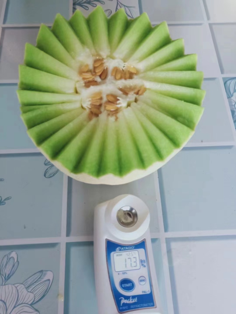 甜瓜玉菇皮薄瓜形正口感好诚信发货各大商超各大市场合作共赢