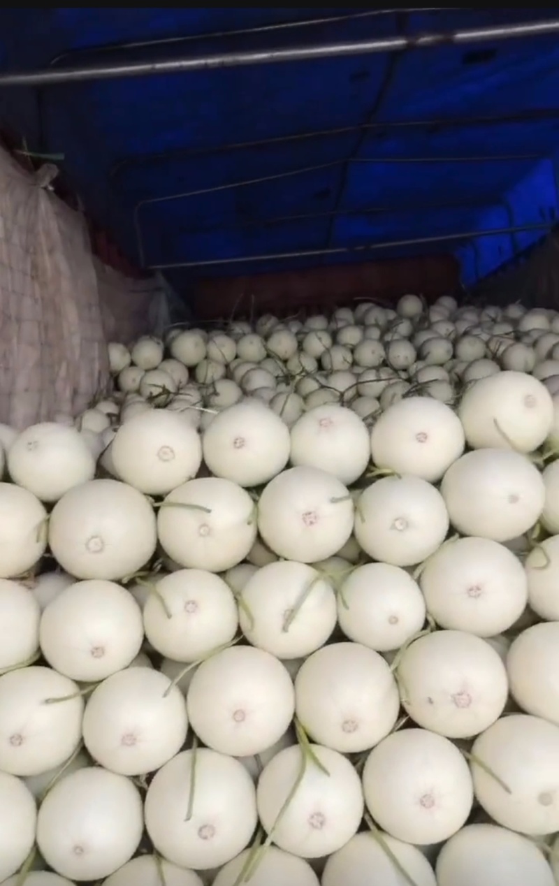 甜瓜玉菇皮薄瓜形正口感好诚信发货各大商超各大市场合作共赢