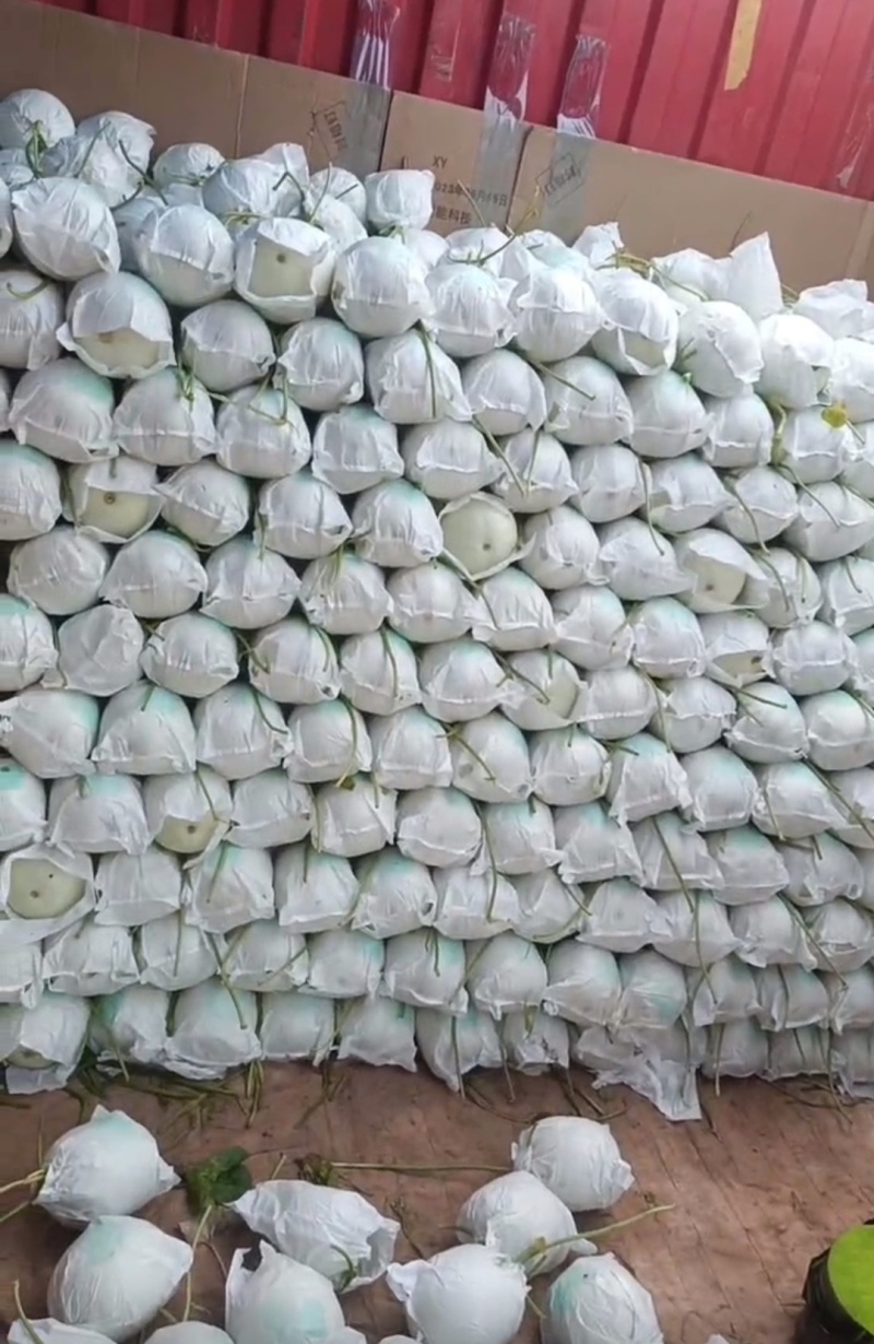 甜瓜玉菇皮薄瓜形正口感好诚信发货各大商超各大市场合作共赢