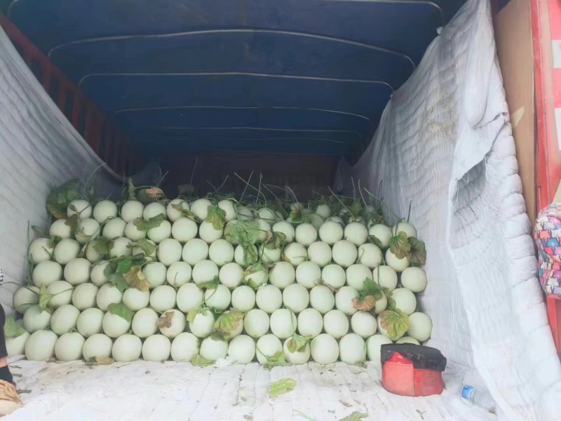甜瓜玉菇皮薄瓜形正口感好诚信发货各大商超各大市场合作共赢