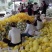 甜瓜玉菇皮薄瓜形正口感好诚信发货各大商超各大市场合作共赢