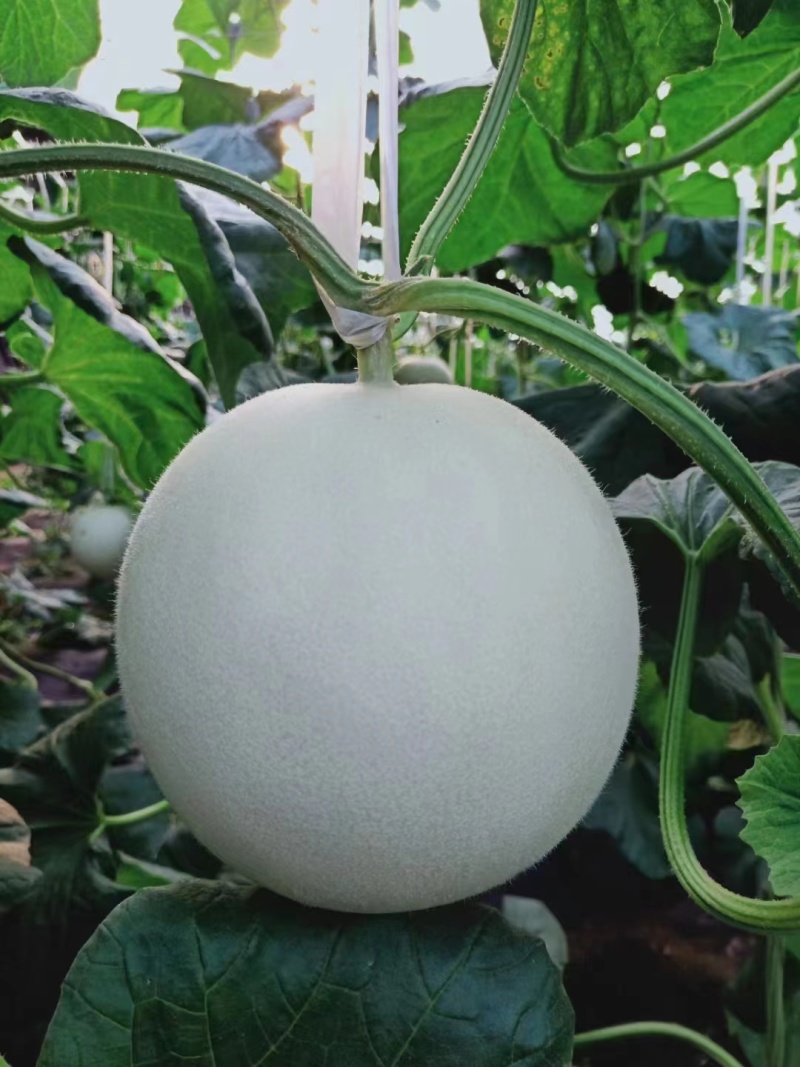 甜瓜玉菇皮薄瓜形正口感好诚信发货各大商超各大市场合作共赢