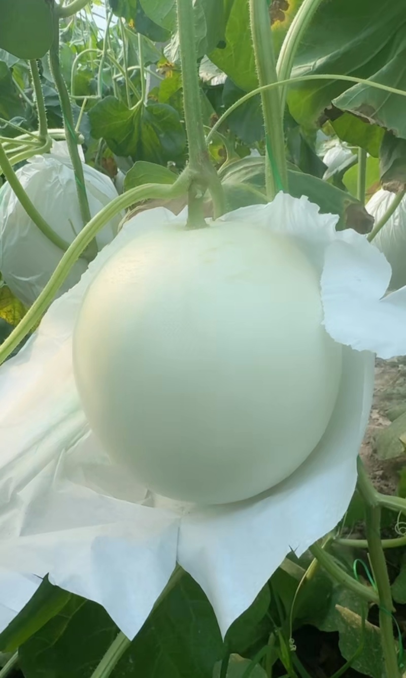 甜瓜玉菇皮薄瓜形正口感好诚信发货各大商超各大市场合作共赢
